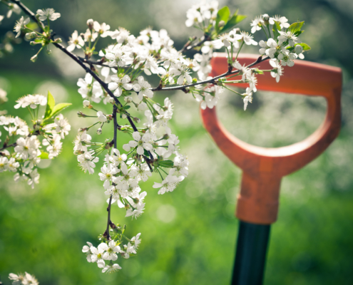 5 vinkkiä kevätpuutarhan hoitoon