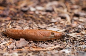 Etanoiden torjunta Substralin tuotteilla