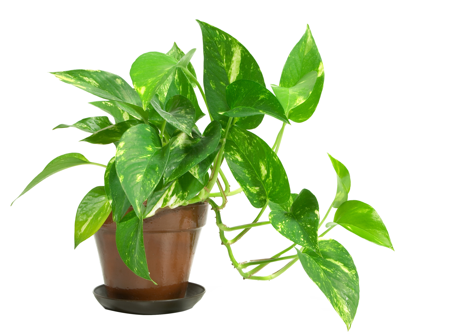 Types Of House Plants With Pictures