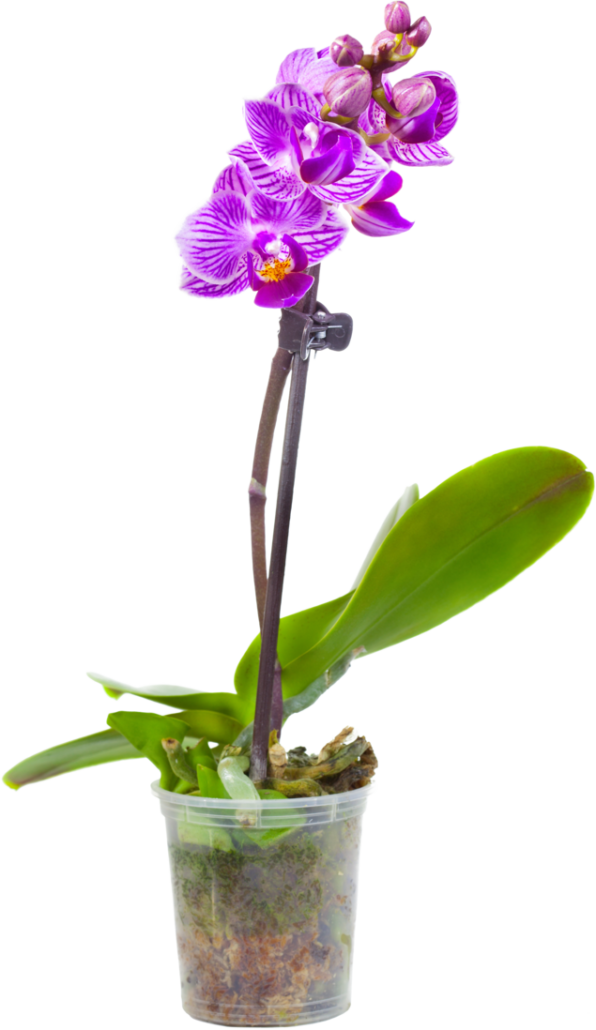 Orkidea eli kämmekkäkasvi