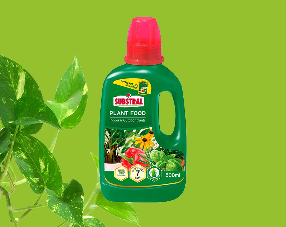 Viherkasvien ravinteet